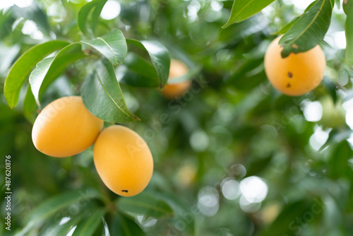 Thai Plango fruit or Boueab...