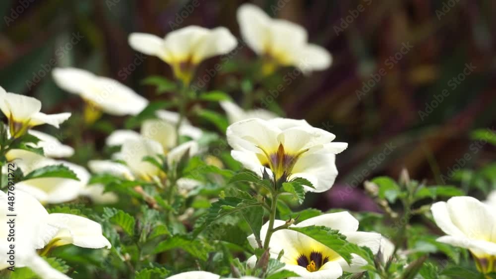 The beautiful primrose flower in the nature The beautiful primrose flower in the nature