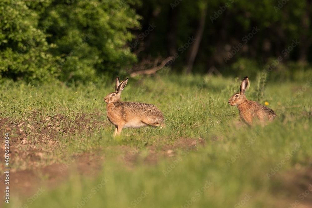 rabbit in the grass rabbit in the grass