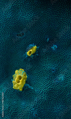 Fotografiet coral reef macro ,texture, abstract marine ecosystem background on a coral reef