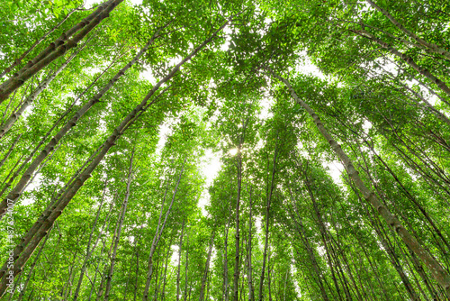 Tree top at mangrove swamp forest ,Sunlight filters through the canopy of a mangrove forest in Rayong province, Thailand. Point unseen in Thailand travel location.