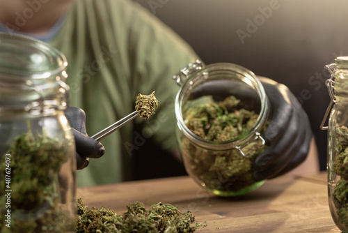 Fototapeta Hands placing trimmed weed buds in a glass jar