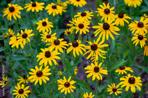 A small patch of brilliant yellow Black-Eyed-Susan flowers in the middle of a hot North Carolina summer. 