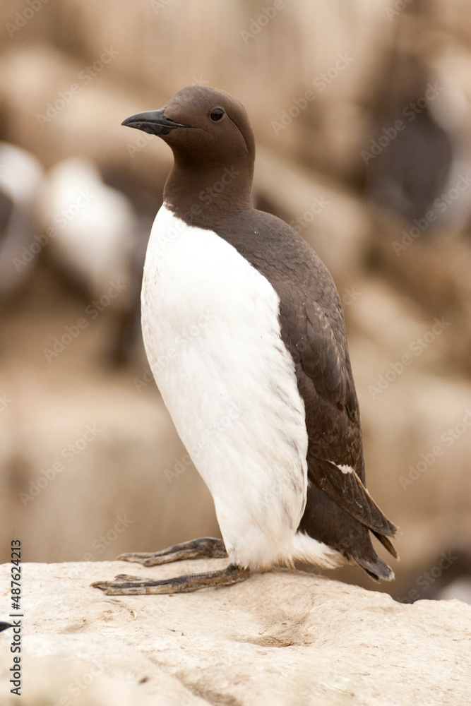 Fototapeta premium Guillemot de Troïl