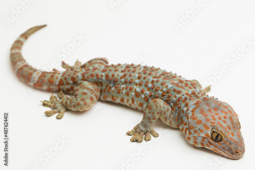 Tokay Gecko (Gekko gecko) isolated on white background. 