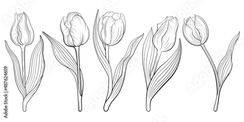 Tulip flowers. Vector line art floral illustration isolated on white background.