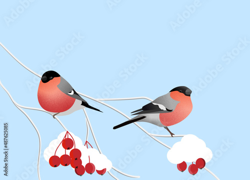 Red bullfinch birds sitting on a snowy branch, rowan  berries covered with snow. 