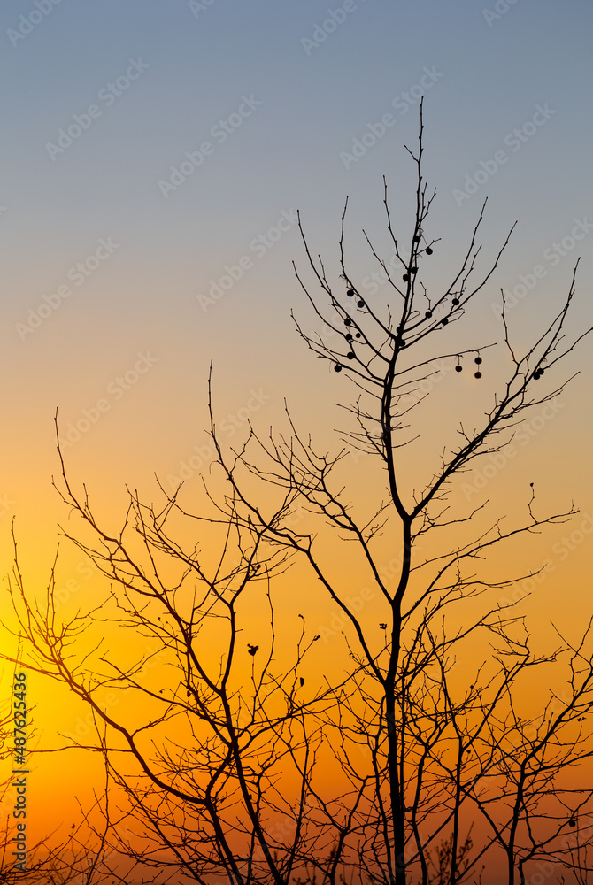 Branches silhouette of a Tree during Winter, Povoa de Lanhoso, Portugal. Branches silhouette of a Tree during Winter, Povoa de Lanhoso, Portugal.