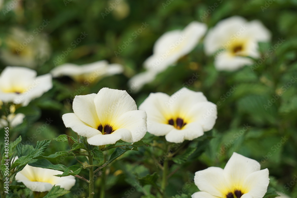 The beautiful primrose flower in the nature The beautiful primrose flower in the nature