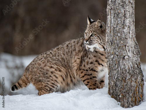 A Bobcat Romaing a Snowy Clearing