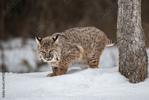 A Bobcat Romaing a Snowy Clearing