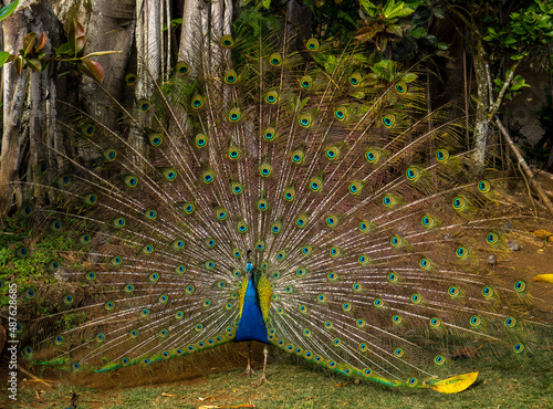 Portrait of beautiful peacock with feathers on full display