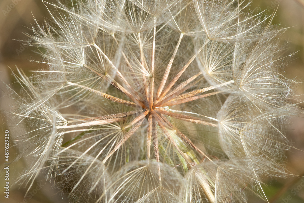Dandelion on Beaver Ponds Trail, Yellowstone National Park, Wyoming Dandelion on Beaver Ponds Trail, Yellowstone National Park, Wyoming
