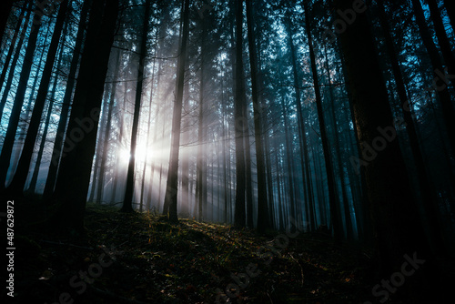 light in the forest