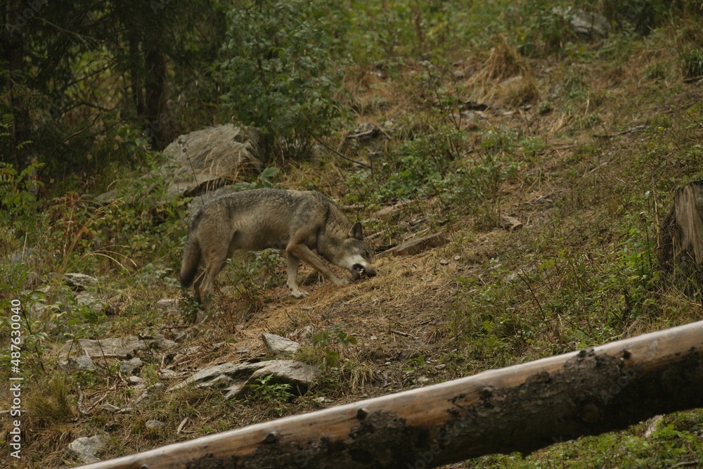 Loup gris commun