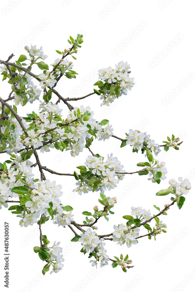 Branch with blossoms isolated on white background Branch with blossoms isolated on white background