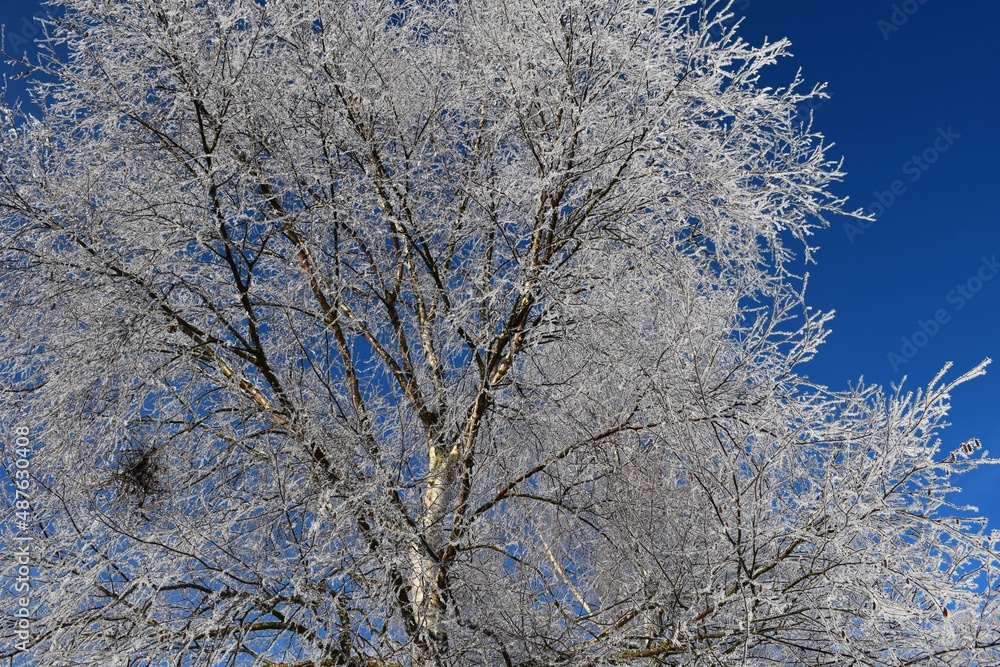 Frozen tree branshes and needless in sunny cold weather morning time rural countryside in Kongsvinger, Norway Frozen tree branshes and needless in sunny cold weather morning time rural countryside in Kongsvinger, Norway