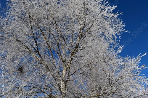 Frozen tree branshes and needless in sunny cold weather morning time rural countryside in Kongsvinger, Norway