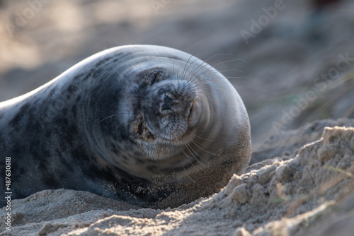 Fototapeta Naklejka Na Ścianę i Meble -  Grey seal pup, at around 4-5 weeks old, laying/resting on Horsey Gap beach in north Norfolk. Photographed in January 2022.