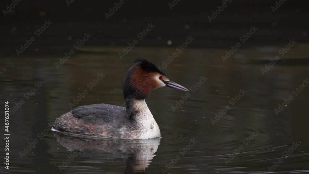 Close-up of a diving grebe (Podiceps cristatus) in summer plumage with a dirty plumage Close-up of a diving grebe (Podiceps cristatus) in summer plumage with a dirty plumage