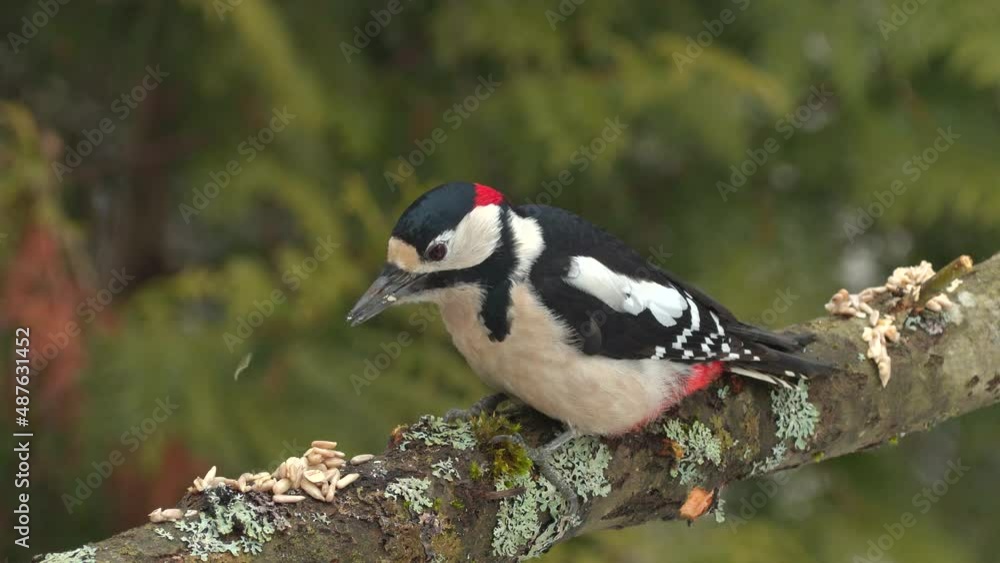 great spotted woodpecker feed on seed old branch natural world norway great spotted woodpecker feed on seed old branch natural world norway