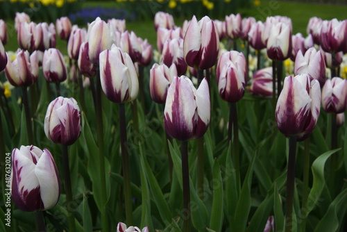 Tulipes aux Pays-bas