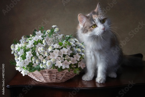 Fluffy Siberian kitty and basket of white flowers © Iryna