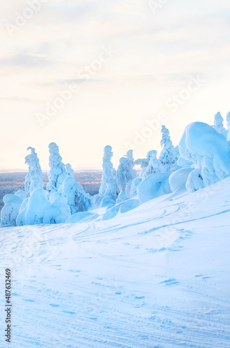 Winter landscape of a frosty morning in Lapland. Snow-covered forest, trees covered with snow and deep snow with snowdrifts.
