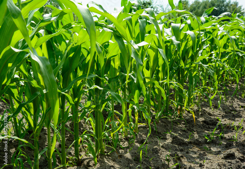 Young green corn plants growing in a farm field.