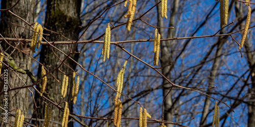 Wallpaper Mural The Common hazel (Corylus avellana) male catkins in the winter. Torontodigital.ca