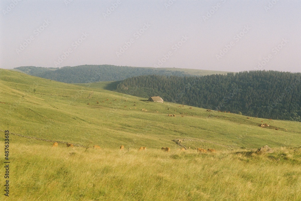 Photo argentique de la campagne de Salers en étè 2021