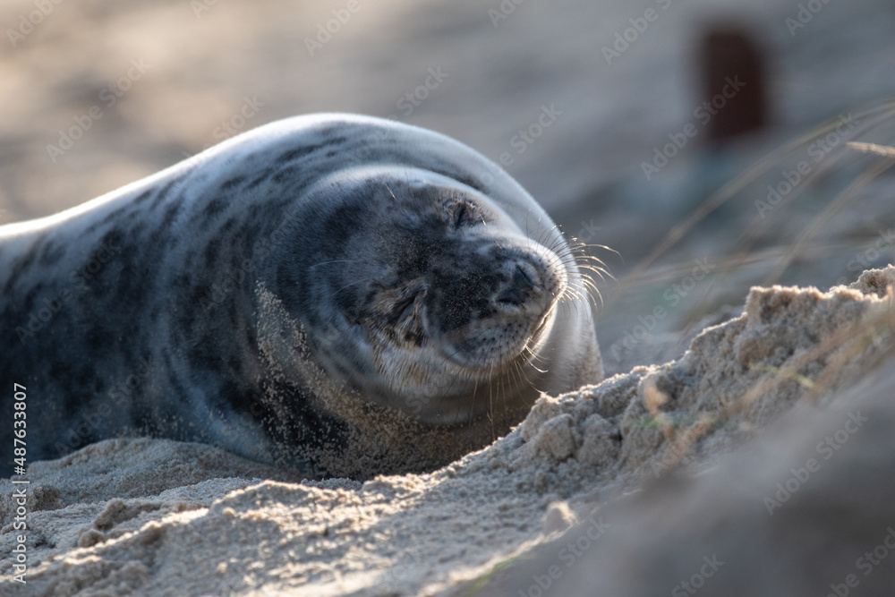 Grey seal pup, at around 4-5 weeks old, laying/resting on Horsey Gap beach in north Norfolk. Photographed in January 2022.