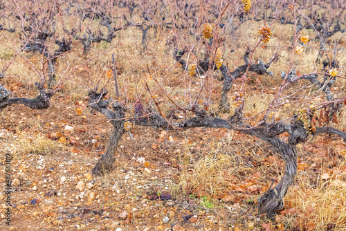 Vineyard in autumn, grape cluster, in the Gard in France 