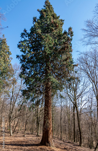 Giant Sequoias Trees (Sequoiadendron giganteum) or Sierran redwood growing in the forest. Salasisko. Rudno nad Hronom. Slovakia.