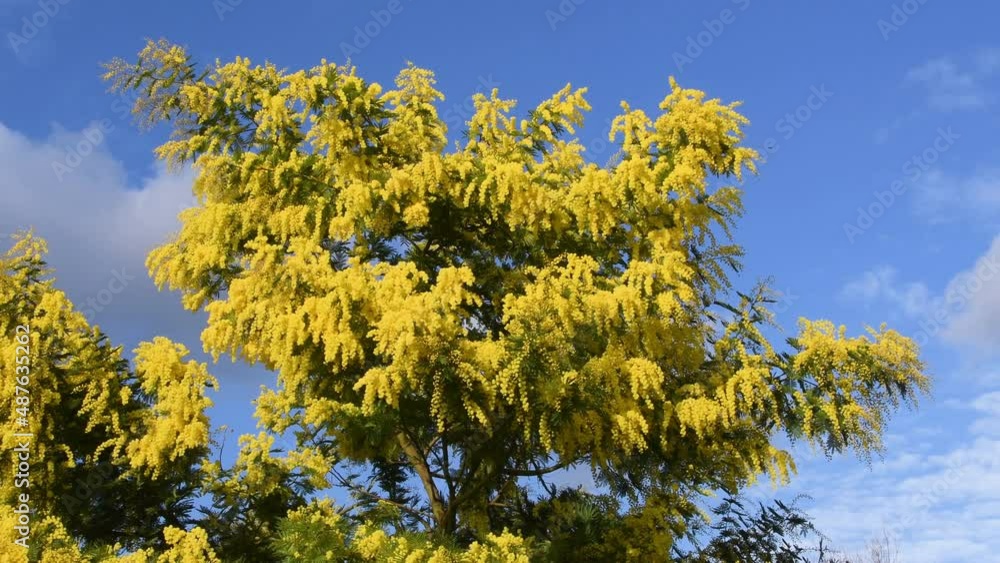 Branches of mimosa (Acacia dealbata) move in the wind on a sunny day with blue sky. The flowery branch of mimosa is offered to women on March 8th for the International Women's Day Branches of mimosa (Acacia dealbata) move in the wind on a sunny day with blue sky. The flowery branch of mimosa is offered to women on March 8th for the International Women's Day