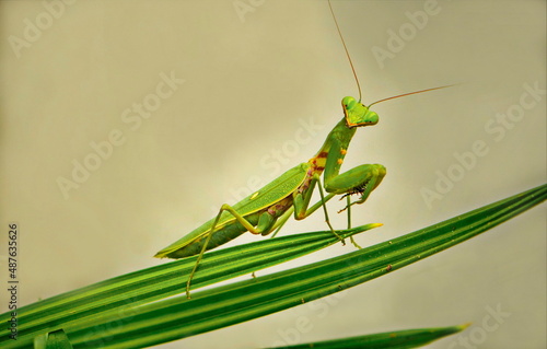 Large green praying mantis (7 cm)  on palm leaves.