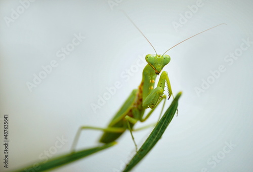 Large green praying mantis (7 cm) on palm leaves.