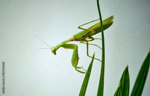 Bild auf Leinwand Large green praying mantis (7 cm)  on palm leaves.