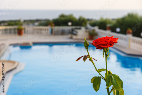red rose with a bud against the background of the pool of the sea and the sky