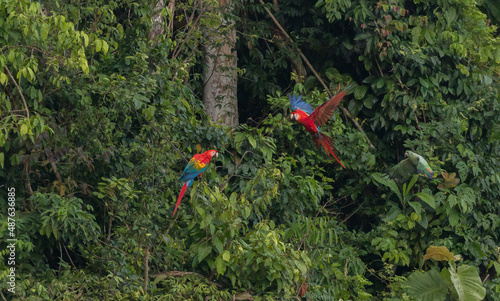 colourful macaws flying in peruvian clay lick
