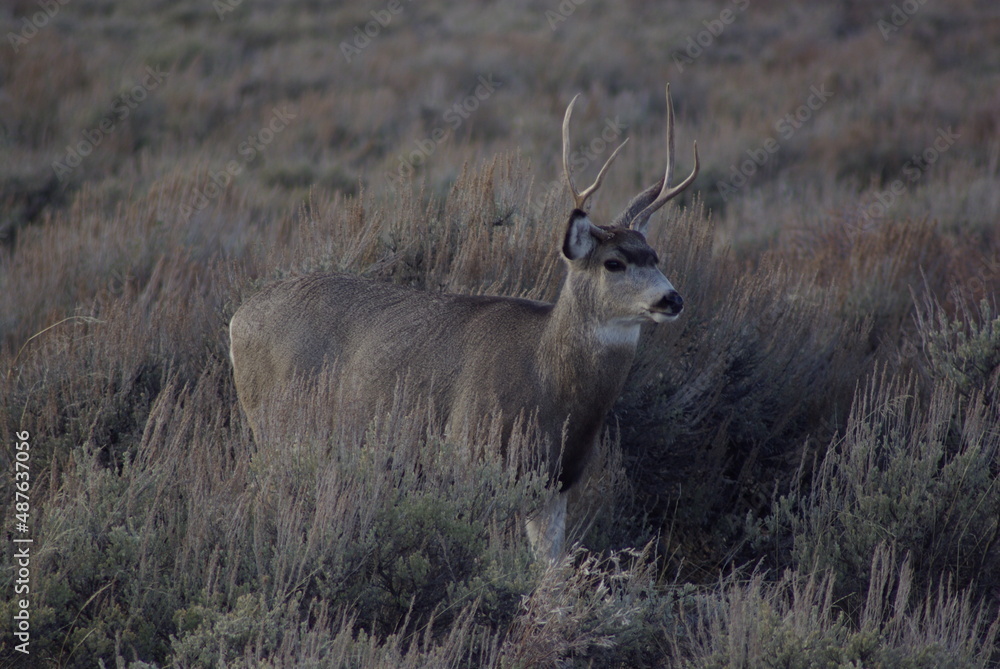 Fototapeta premium Male deer camouflaged by sage brush