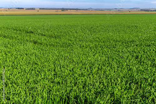 View of Green oats fiel in Brazil