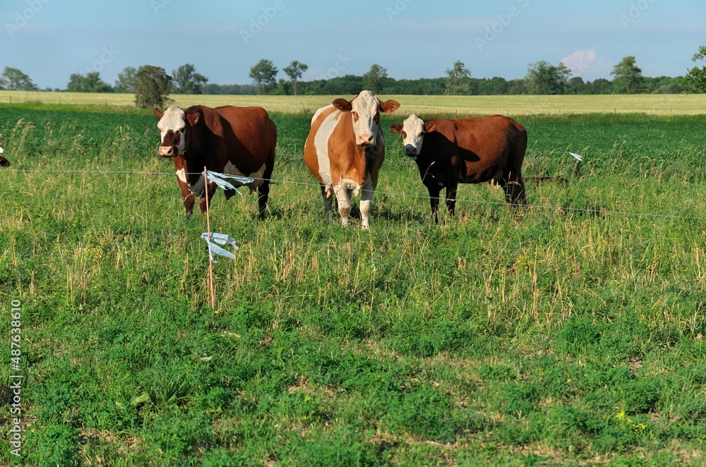 Group of multi colored beef cattle in green countryside pasture contained by electric fence