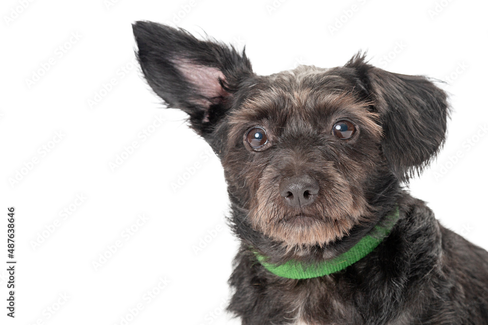 Cute Small Mixed Terrier Breed Dog Closeup