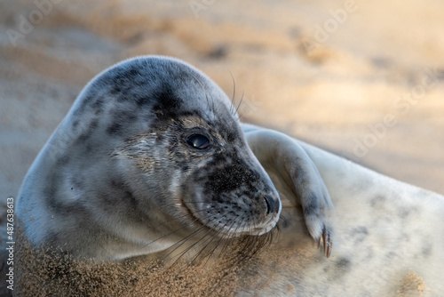 4-5 week old grey seal pup laying/resting on Horsey Gap beach in north Norfolk. Photographed during the 2022 breeding season.