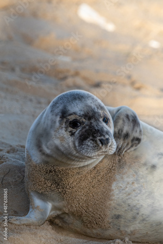 4-5 week old grey seal pup laying/resting on Horsey Gap beach in north Norfolk. Photographed during the 2022 breeding season.