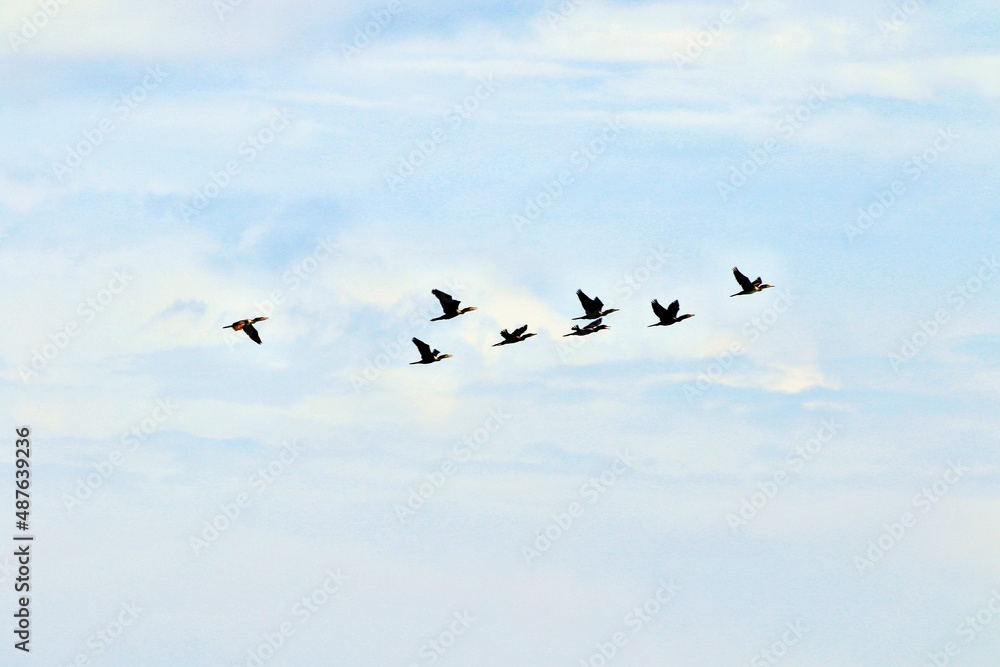 Vogelschwarm fliegt durch die Luft