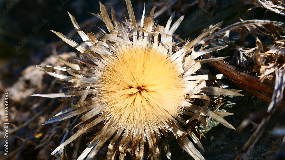 Fototapeta premium Silberdistel Blütenstand