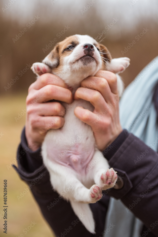 Jack Russel Terrier cute Puppy dog in human hands Jack Russel Terrier cute Puppy dog in human hands
