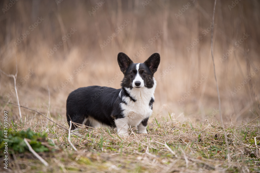 Welsh corgi pembroke dog on the grass outside Welsh corgi pembroke dog on the grass outside